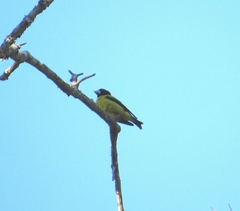 Coccothraustes abeillei
