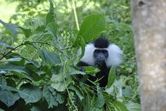 Colobus angolensis ruwenzorii