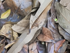 Heteropoda