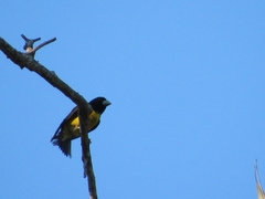 Coccothraustes abeillei