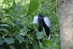 Colobus angolensis ruwenzorii