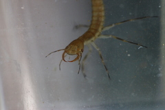 Dytiscus