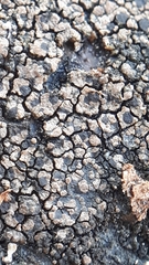 Rhizocarpon distinctum