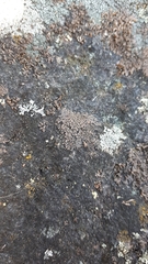 Rhizocarpon distinctum