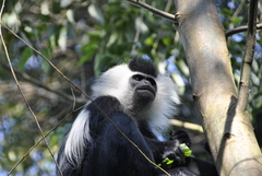 Colobus angolensis ruwenzorii