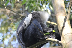 Colobus angolensis ruwenzorii