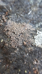 Rhizocarpon distinctum