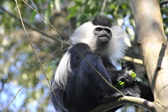 Colobus angolensis ruwenzorii
