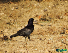 Corvus frugilegus