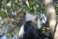 Colobus angolensis ruwenzorii
