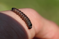 Lepidoptera