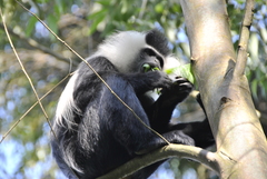 Colobus angolensis ruwenzorii