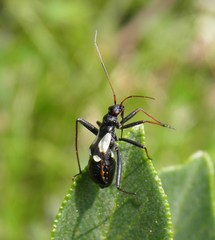 Alloeonotus fulvipes