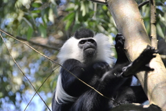 Colobus angolensis ruwenzorii