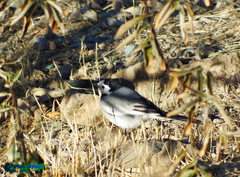 Motacilla alba