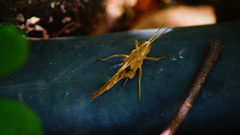 Xyleus discoideus mexicanus