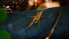 Xyleus discoideus mexicanus