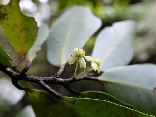 Pseudowintera axillaris (Pseudowintera axillaris)