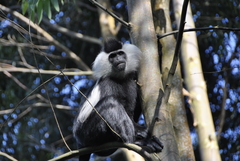 Colobus angolensis ruwenzorii