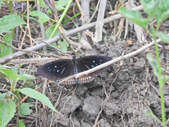Euploea