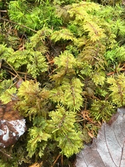 Hylocomium splendens image
