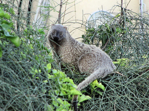 Egyptian Mongoose