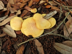 Gymnopilus lepidotus