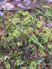 Hylocomium splendens image