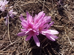 Colchicum hierosolymitanum