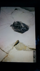 Barbastella barbastellus