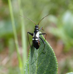 Alloeonotus fulvipes