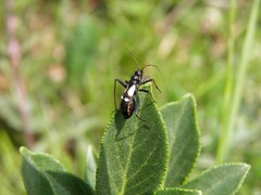 Alloeonotus fulvipes