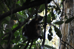 Colobus angolensis ruwenzorii