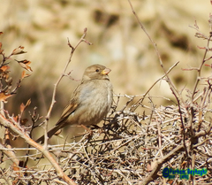 Passer domesticus