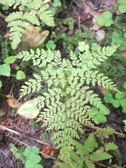 Cystopteris montana