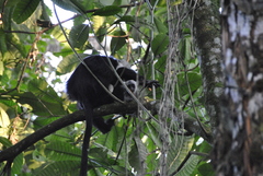 Colobus angolensis ruwenzorii