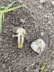 Cratogeomys castanops