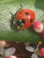 Coccinella septempunctata