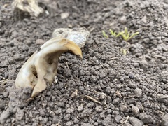 Cratogeomys castanops