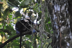 Colobus angolensis ruwenzorii