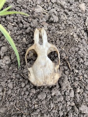 Cratogeomys castanops