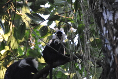 Colobus angolensis ruwenzorii