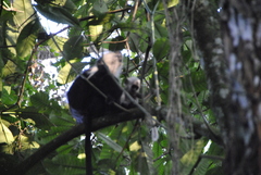 Colobus angolensis ruwenzorii