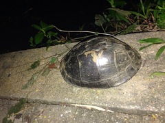 Cuora amboinensis kamaroma