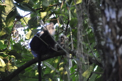 Colobus angolensis ruwenzorii