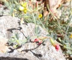 Acmispon neomexicanus