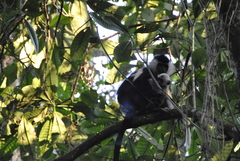 Colobus angolensis ruwenzorii