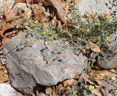 Acmispon neomexicanus