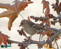 Fringilla coelebs