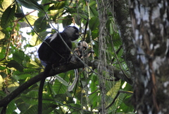 Colobus angolensis ruwenzorii
